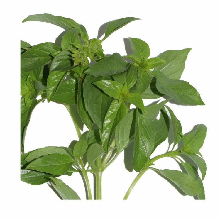 九层塔 Thai Basil 
100g