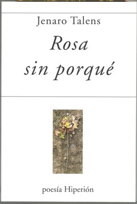 Rosa sin porqué