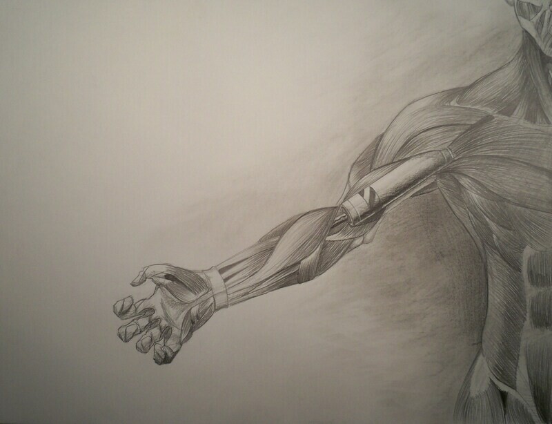 Arm Musculature Drawing