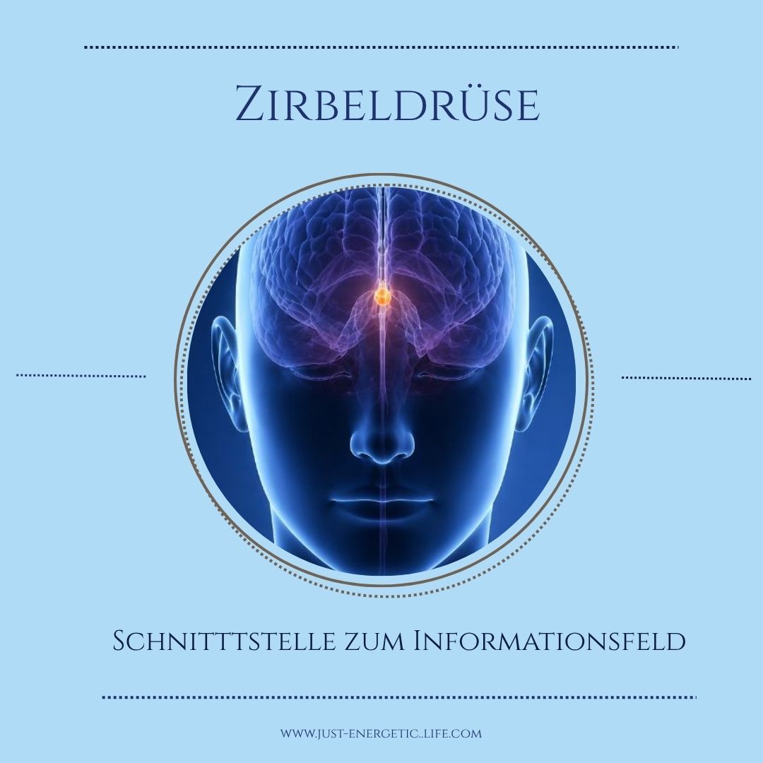 Zirbeldrüse - deine organische Schnittstelle zum Infomationsfeld