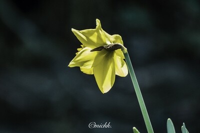 Narcissus - daffodil - 'earths natural light' - 5 x 5 inches