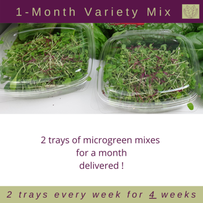 1-Month Micro Bundle - Pick Your Favourite 1-Month Micro Bundle - Pick Your Favourite