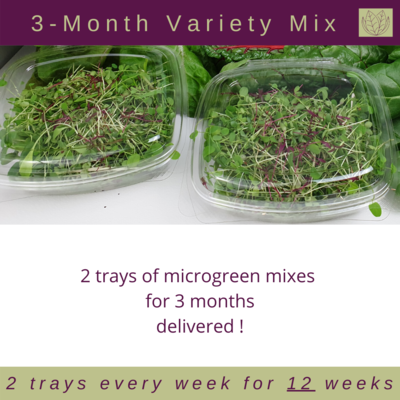 3-Month Micro Bundle - Pick Your Favourite 3-Month Micro Bundle - Pick Your Favourite