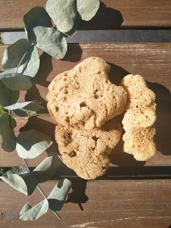 Éponge naturelle de France