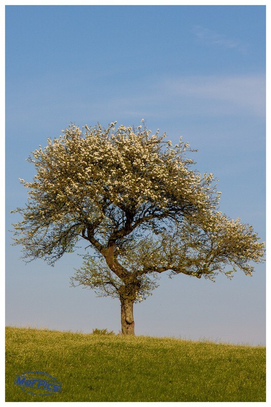 Landschaft Baumblüte