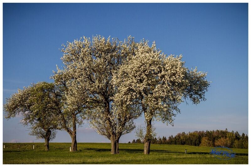 Landschaft Mostbaumblüte