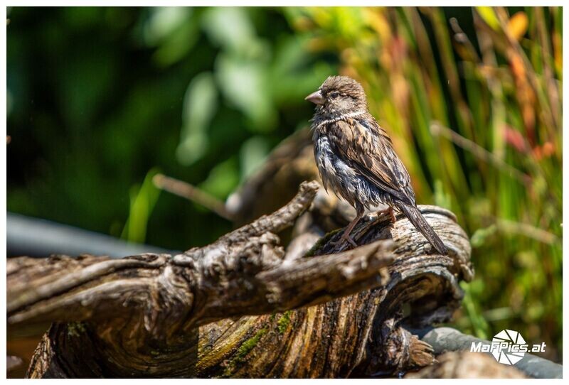Spatz