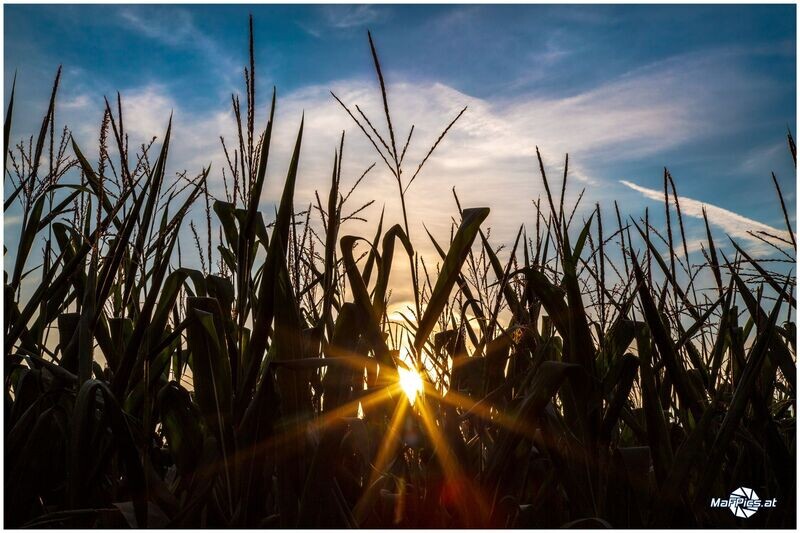 Sonne im Kukuruz