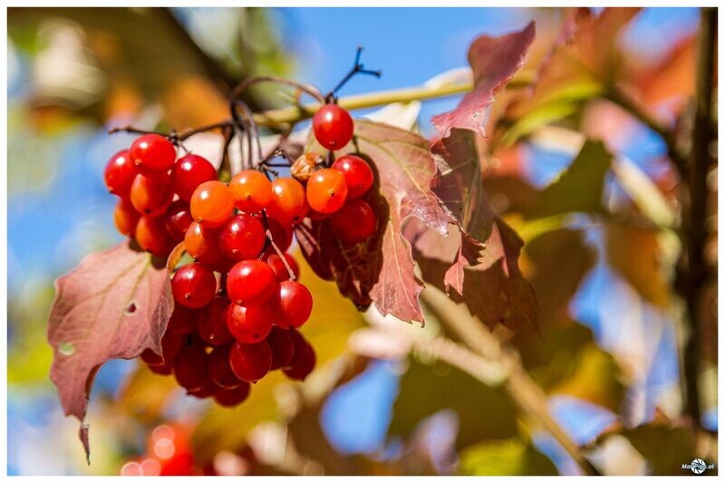 Früchte im Herbst