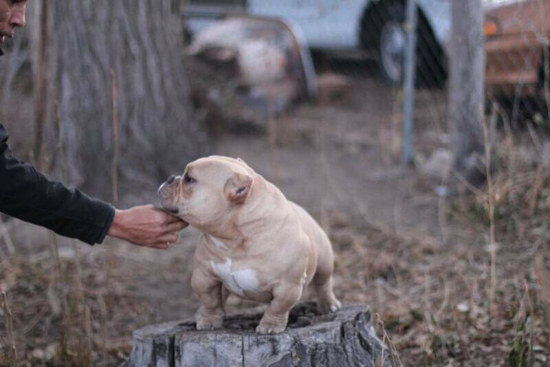 PENNY WISE Stud Credit
