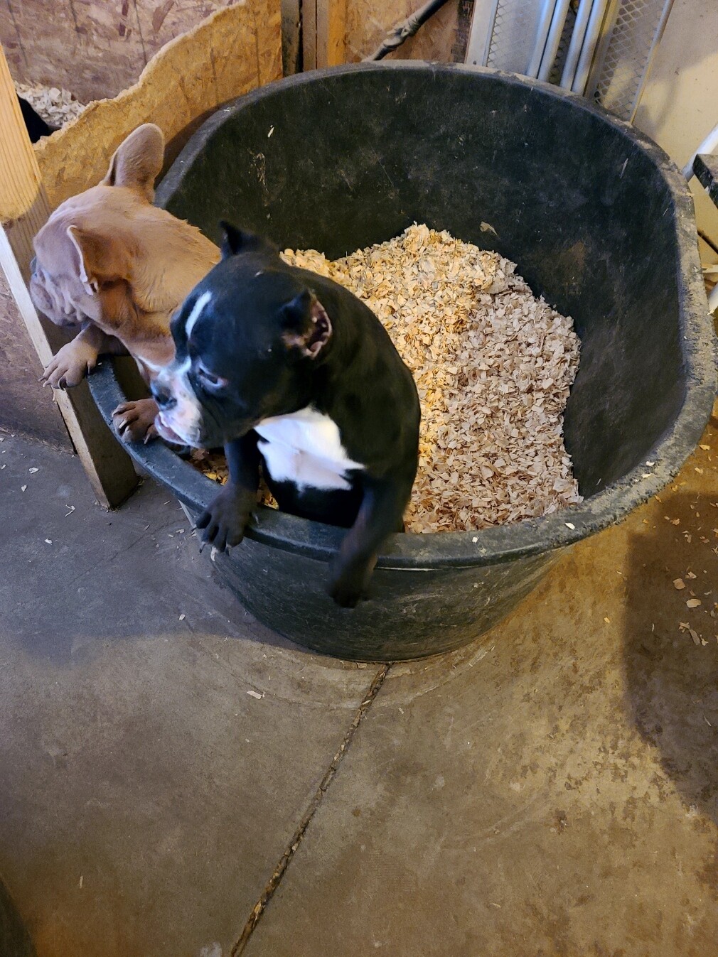 Black and White female (8 months) + 1 Stud Credit