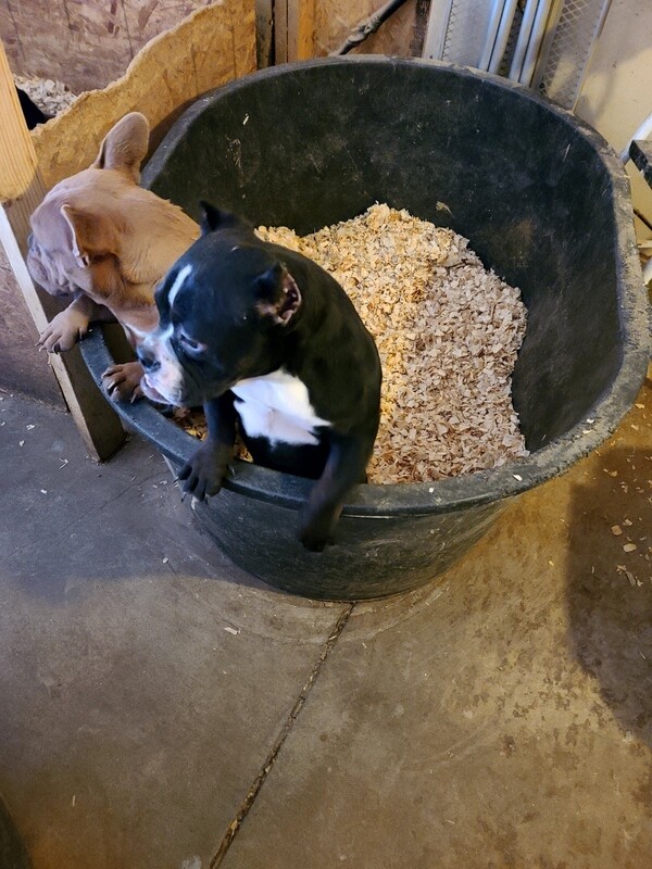 Black and White female (8 months) + 1 Stud Credit