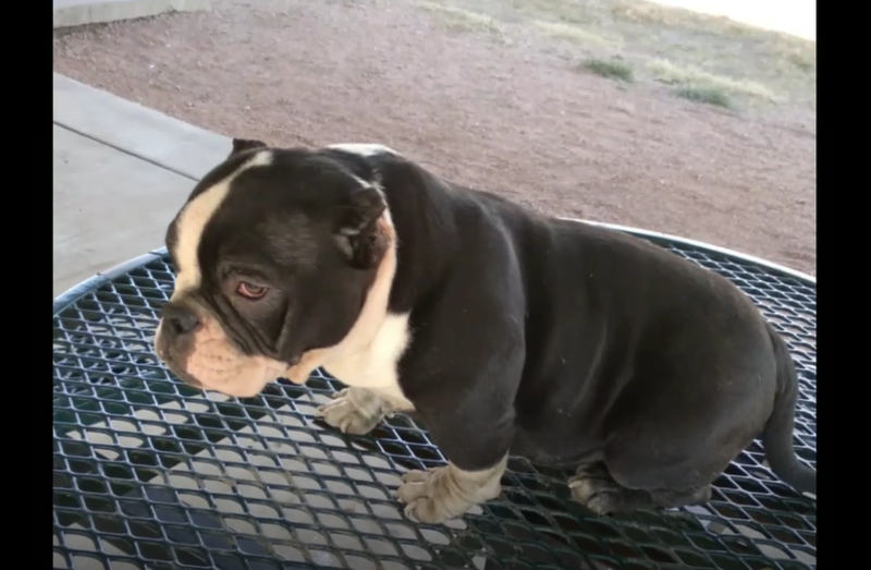 Black and White Boy(Lil Buddy) 13 months Ready to Work