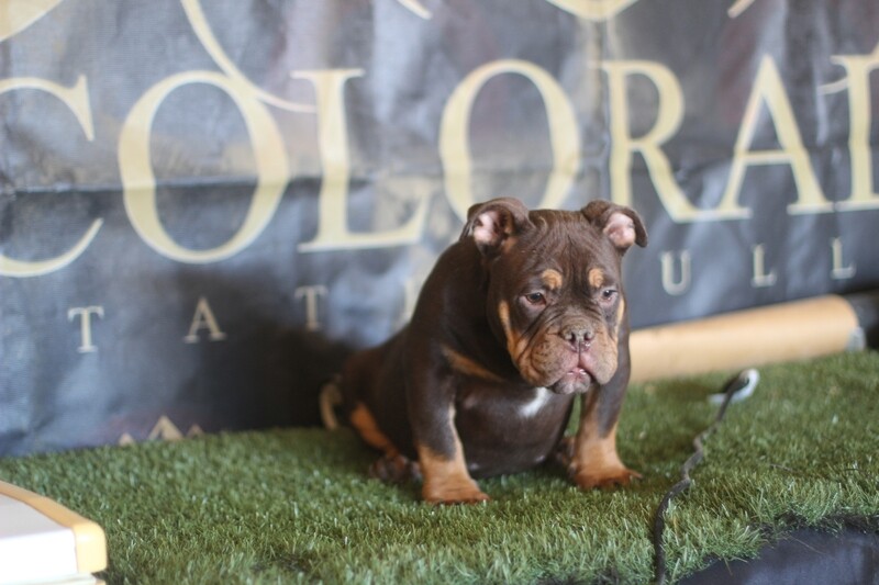 Dog Purchase (male) pup chocolate TRI