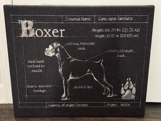 Boxer Blueprint Wrapped Canvas Art Boxer Blueprint Wrapped Canvas Art
