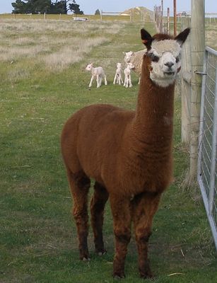 0O Alpaca lamb protection services  (6 weeks placement) gst exclusive
