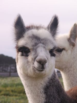 0O Alpaca services. PAYMENTS TO EBBENGLADE P/L.  BSB 063 671  ACOUNT# 1005 1176 -or- phone 0408 991 552 for credit card payments.