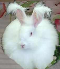 SUPER SPECIAL 2PLY ANGORA (supersoft white angora rabbit down) WHITE  (No EARTH/ROSEGREY left) Limited stock.. Be Quick! Luxury soft durable-ideal lacework & cardigans (Not alpaca)RRP$20/50g.but only