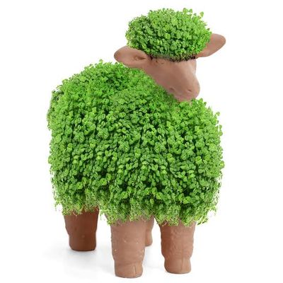 Chia Pet Sheep! Wednesday June 25th, 6-8pm