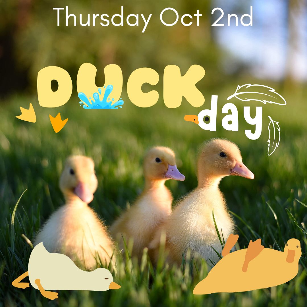 DUCK DAY- Thurs 2nd Oct
