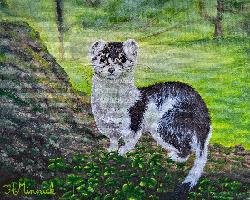 "Irish Stoat" Fine Art Print