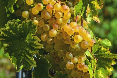 vins blancs