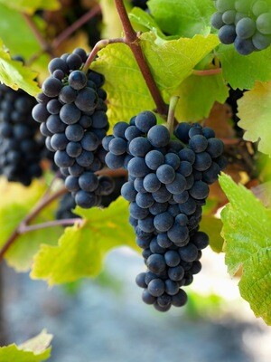 vins rouges et rosés