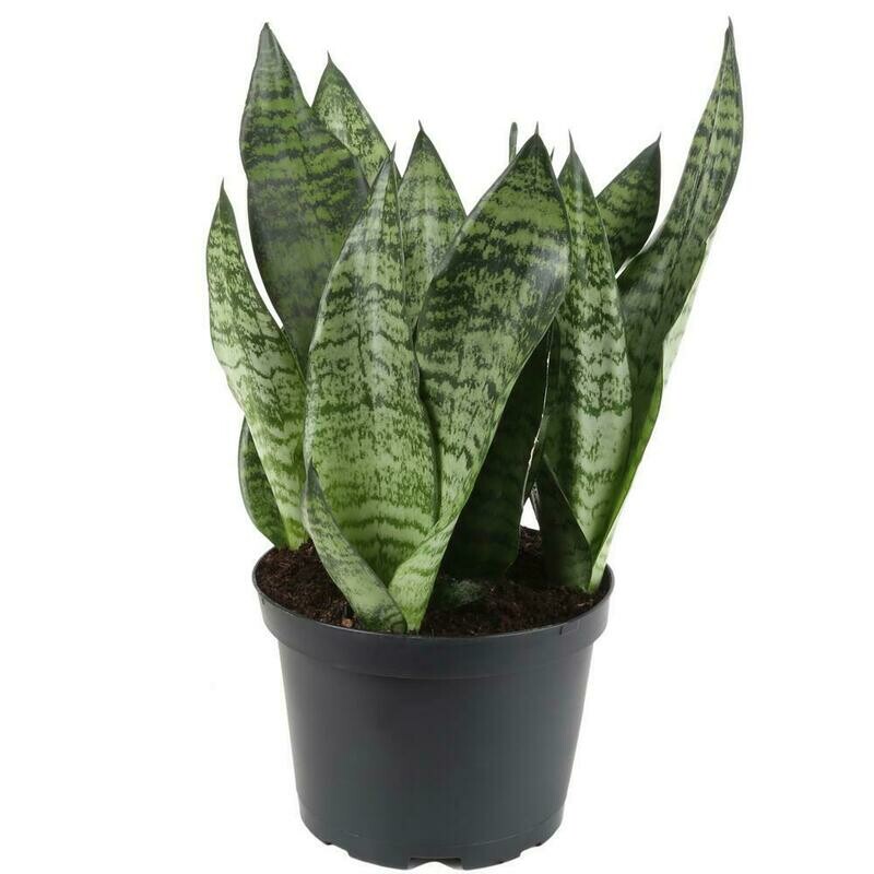 Snake Plants in 6 inch grow pot, plants only