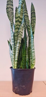 8&quot; ,growpot snake plants