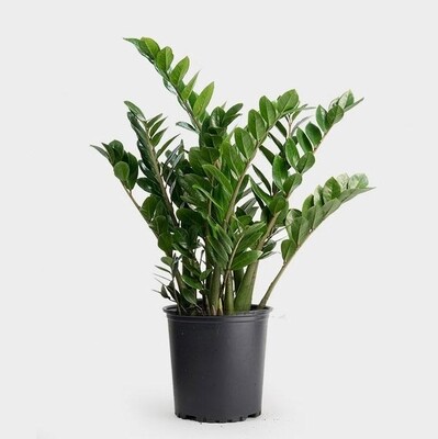 ZZ Plant 10&quot; Growpot