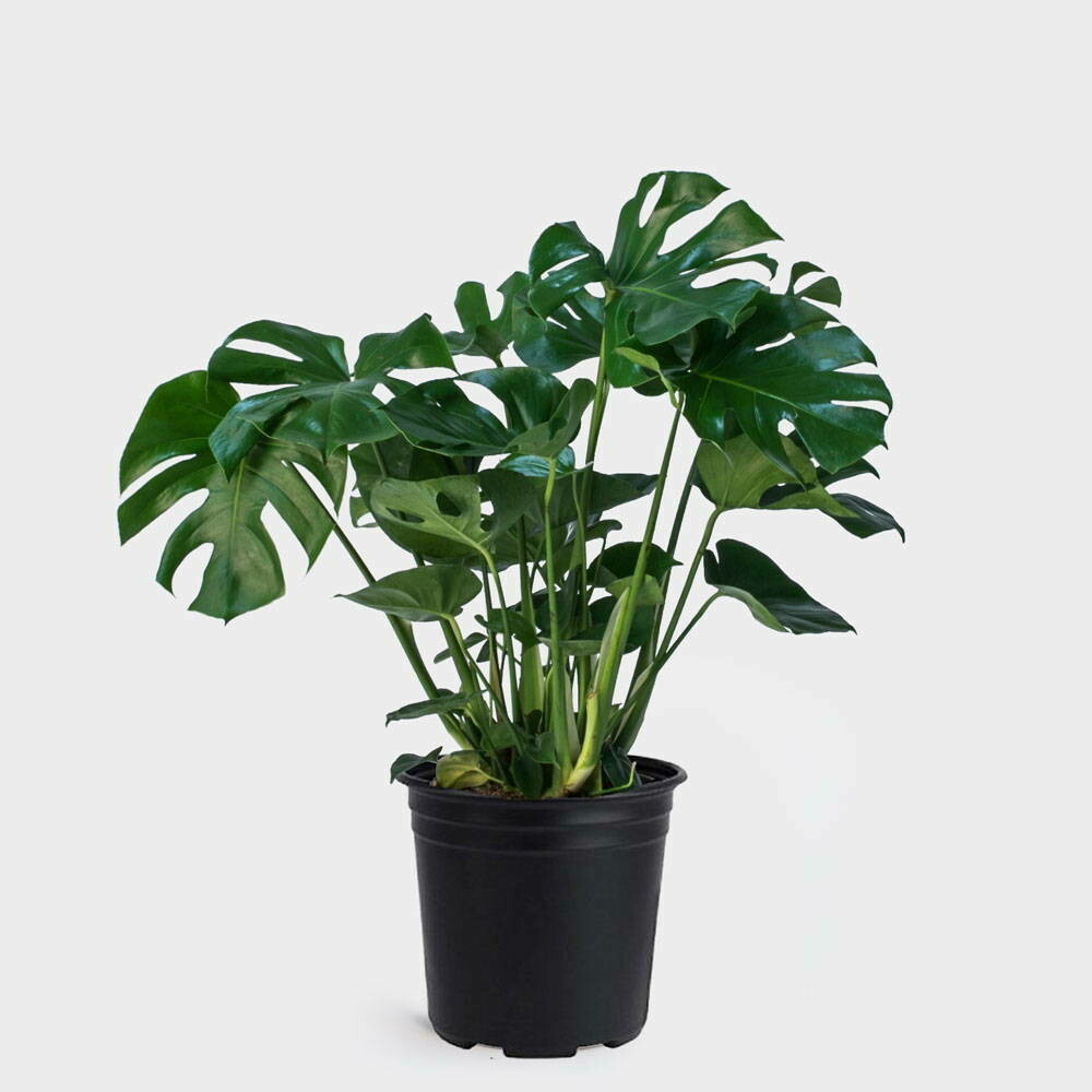 Monstera philodendron