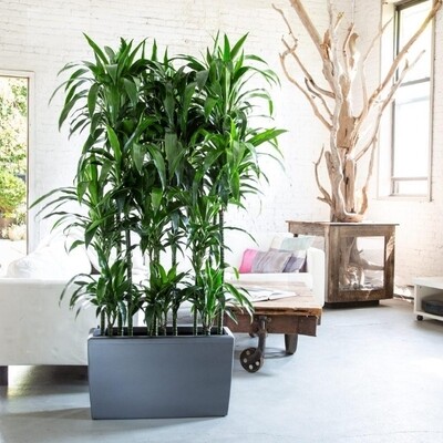 Cararo charcol planter and plants 