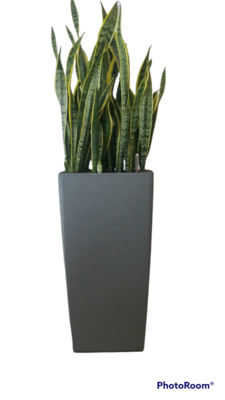 Lechuza ready potted plants
