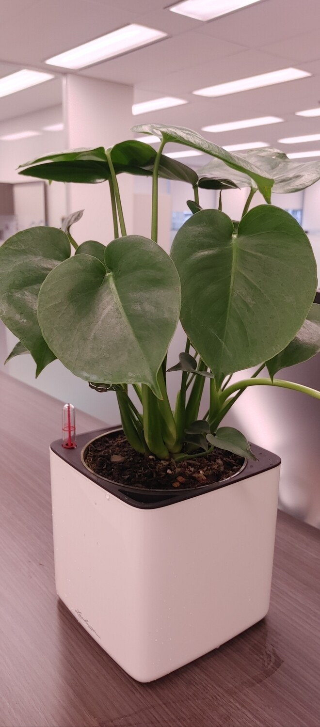 Desk plants Monstera with self watering planter 