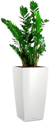CUBICO 40 white high-gloss
