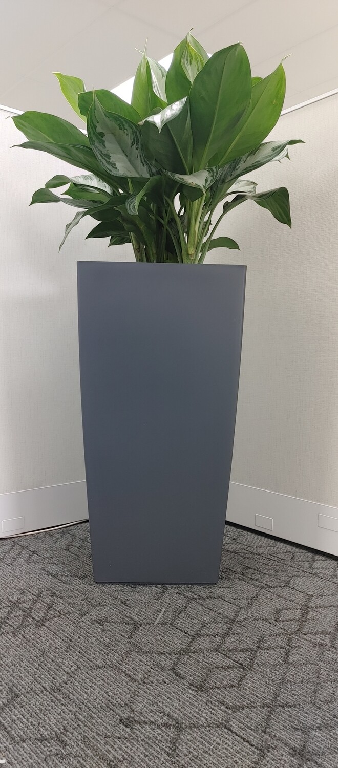 Office Plants with planter
