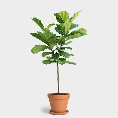 Fiddle Fig tree