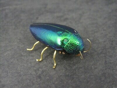 Estate Victorian Revival Jewel Beetle Brooch Metallic Wood Bug Buprestidae