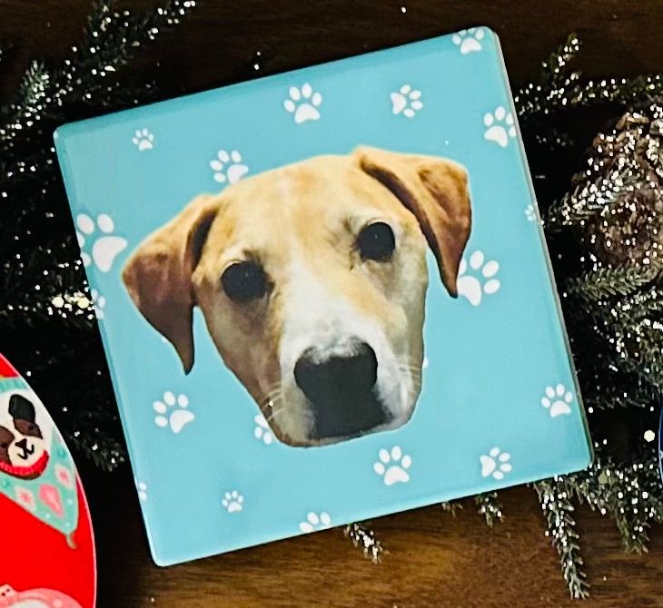 Animals-Pet Coasters