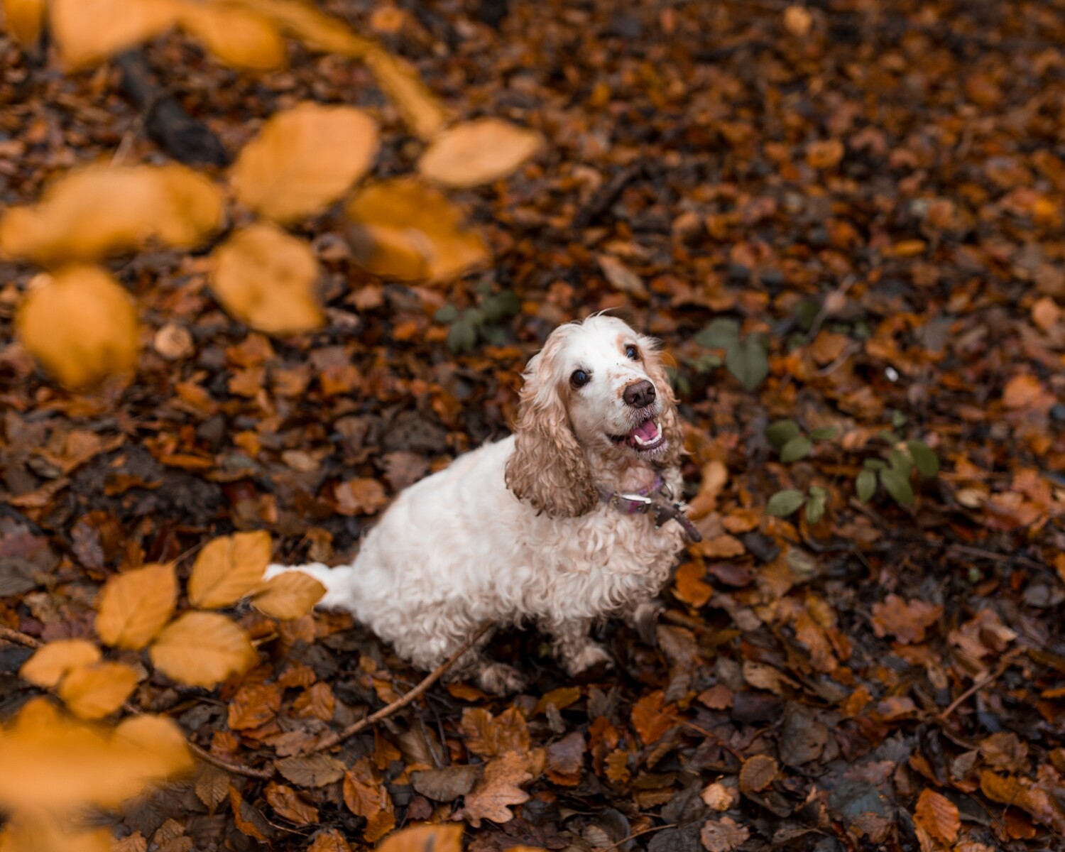 Pets Photoshoot - Gift Voucher