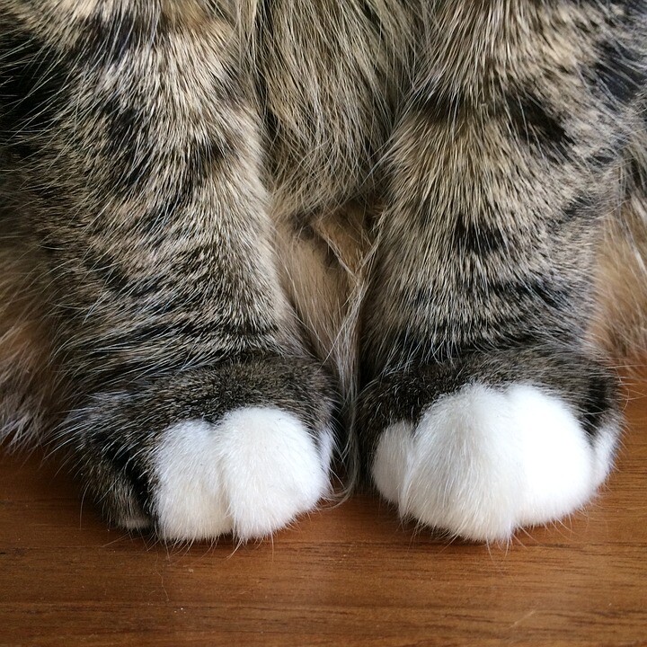 Animal Healing - Reiki