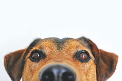 Pet Food