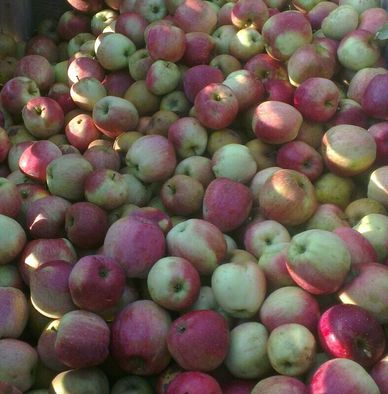 Jus de pomme Bio Suisse 5L