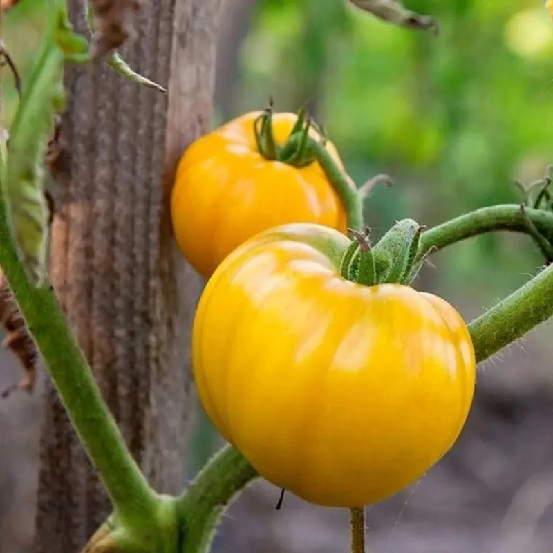 Tomate Golden Bio Suisse