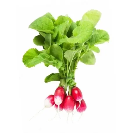 Radis botte Bio Suisse