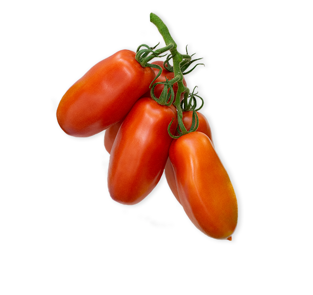Tomate San Marzano Bio Suisse Tomate San Marzano Bio Suisse
