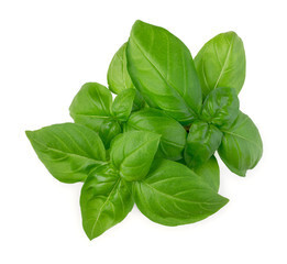 Basilic botte Bio Suisse Basilic botte Bio Suisse