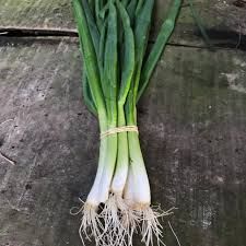 Botte ail frais Bio Suisse