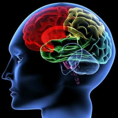 Complex Trauma and Brain Development is a 2 hour online training