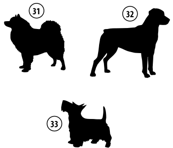 Kužki 31, 32, 33